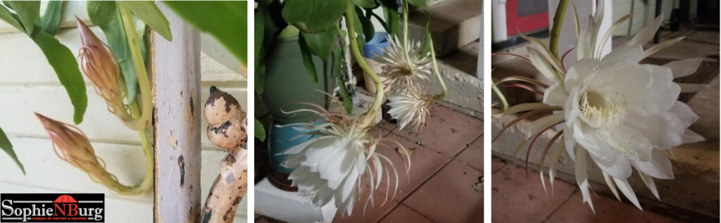 Photo Caption: My Night Blooming Cereus from beginning bud to finished bloom.